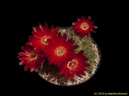 Sulcorebutia canigueralii 3395